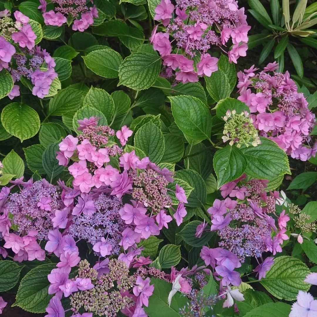 ここ2日、梅雨が嘘のような暑さですが、いかがお過ごしですか。