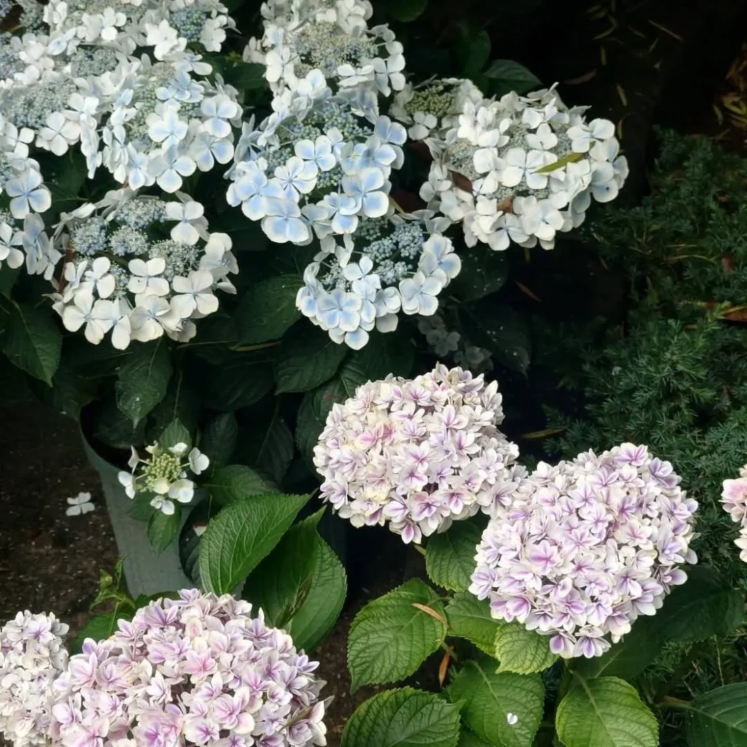 ここ2日、梅雨が嘘のような暑さですが、いかがお過ごしですか。