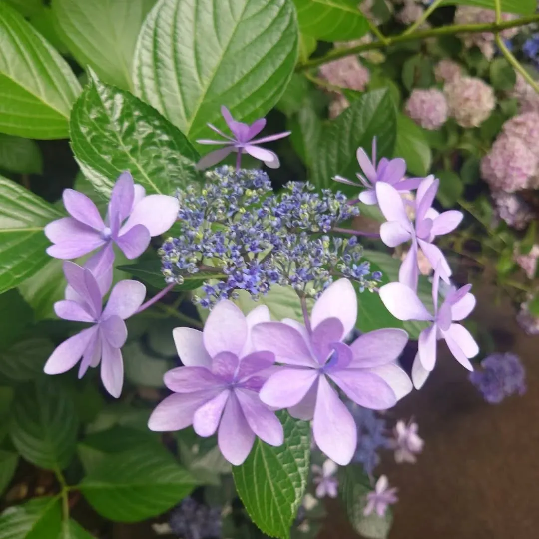 ここ2日、梅雨が嘘のような暑さですが、いかがお過ごしですか。